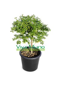 Vörös ujjlime növény (cserép - 20)