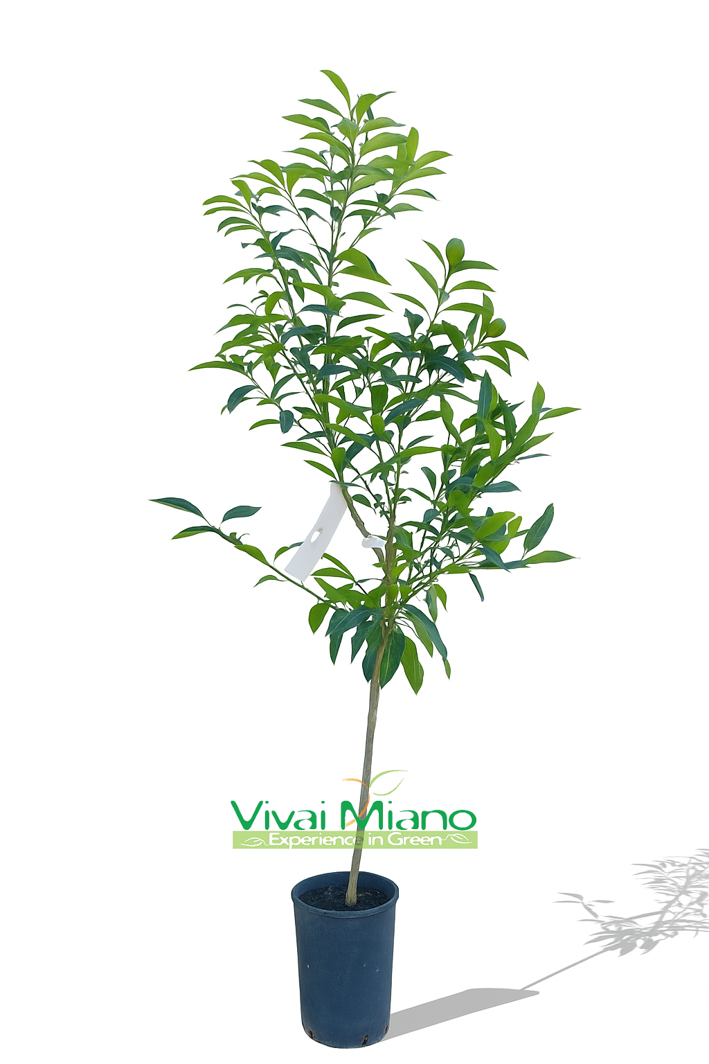 Kumquat vagy Kínai mandarin növény