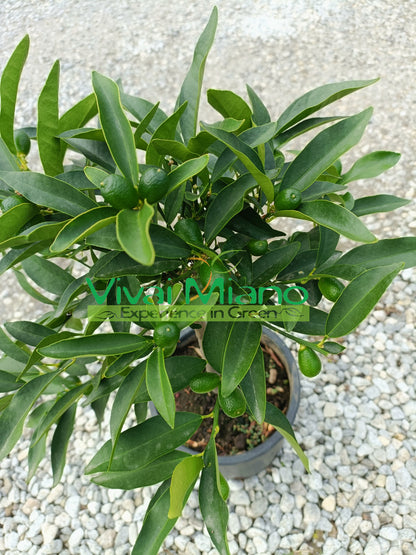 Kumquat - Kínai mandarin fácska (20-as cserépben) gyümölccsel