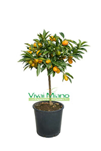 Kumquat - Kínai mandarin fácska (20-as cserépben) gyümölccsel