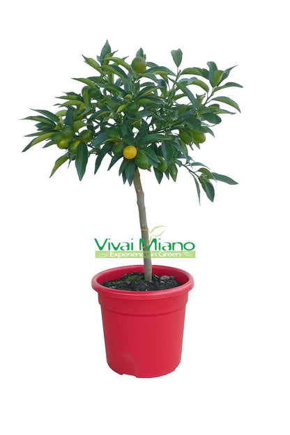 Kumquat növény GYÜMÖLCCSEL - Ø 20 piros cserép