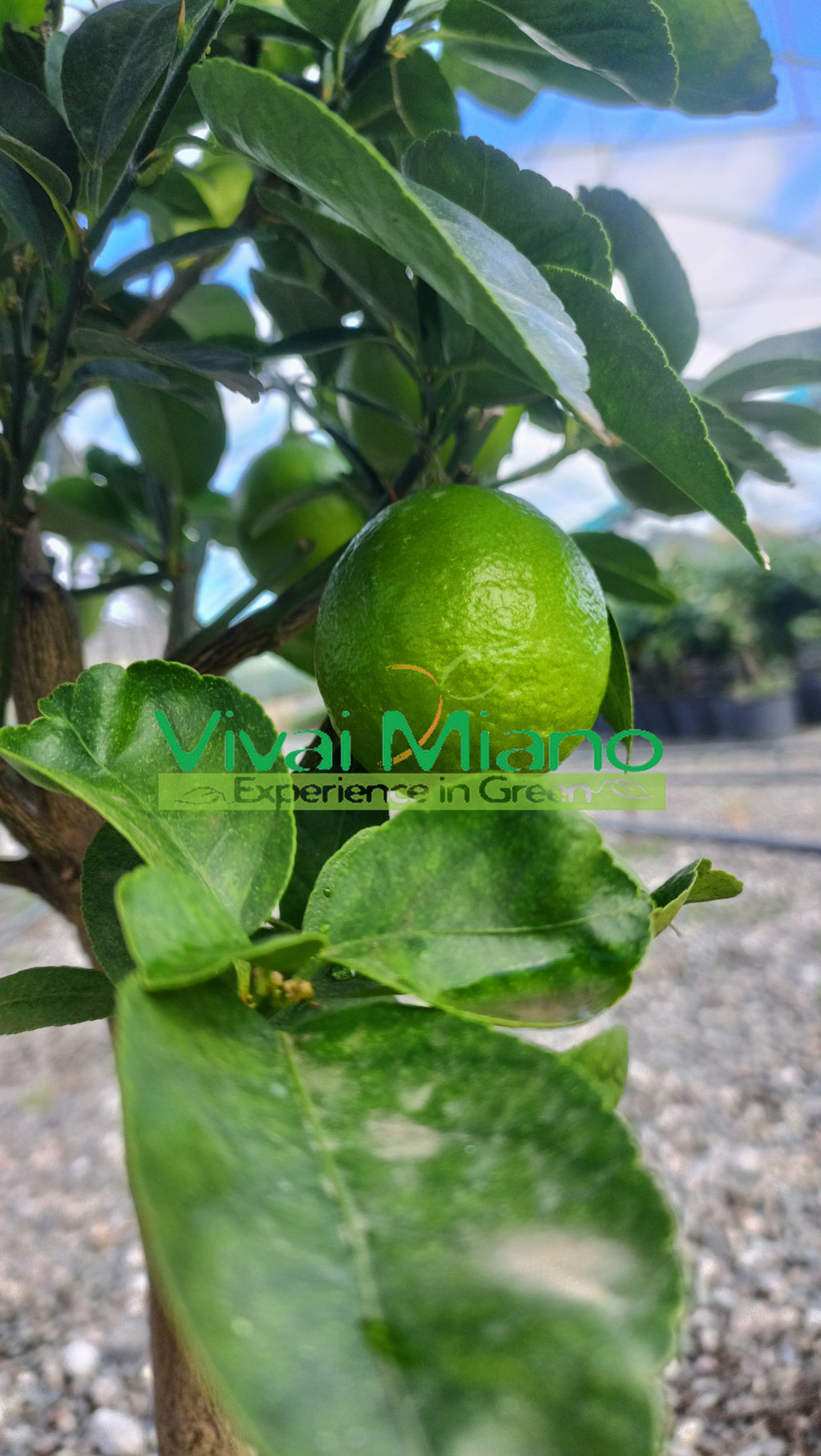Mexikói lime (konténer - 20)