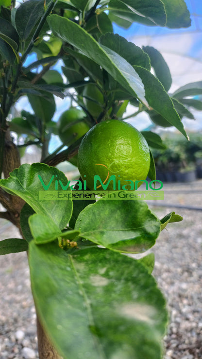 Mexikói lime (konténer - 20)