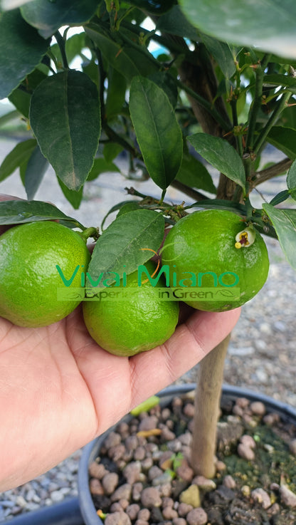 Mexikói lime (konténer - 20)