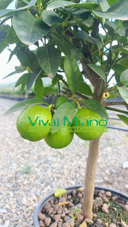 Lime növény (cserép - 20)