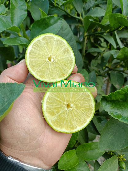 Lime növény