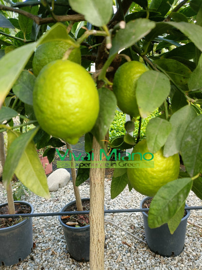 Lime növény