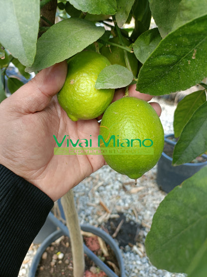 Lime növény