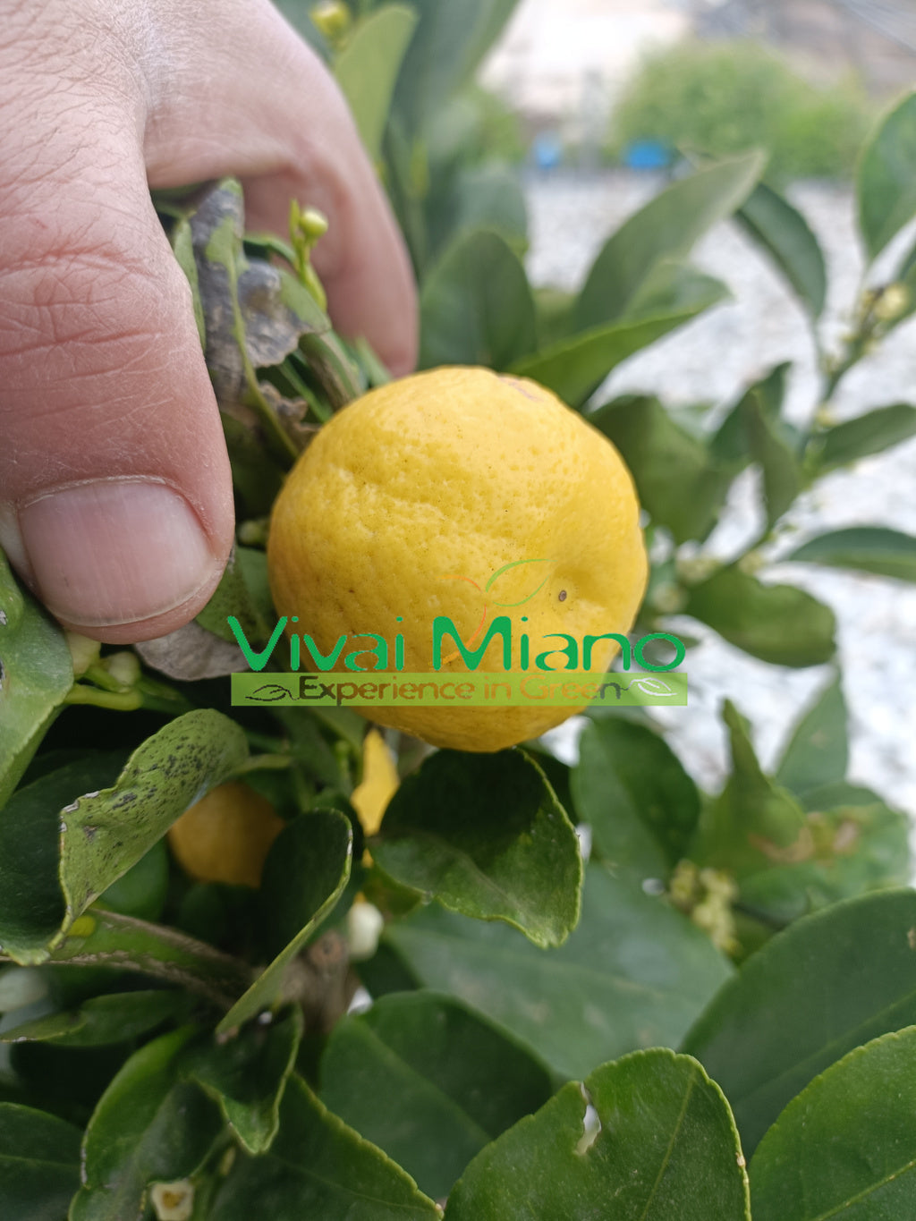 Pursha lime növény (cserép - 20)