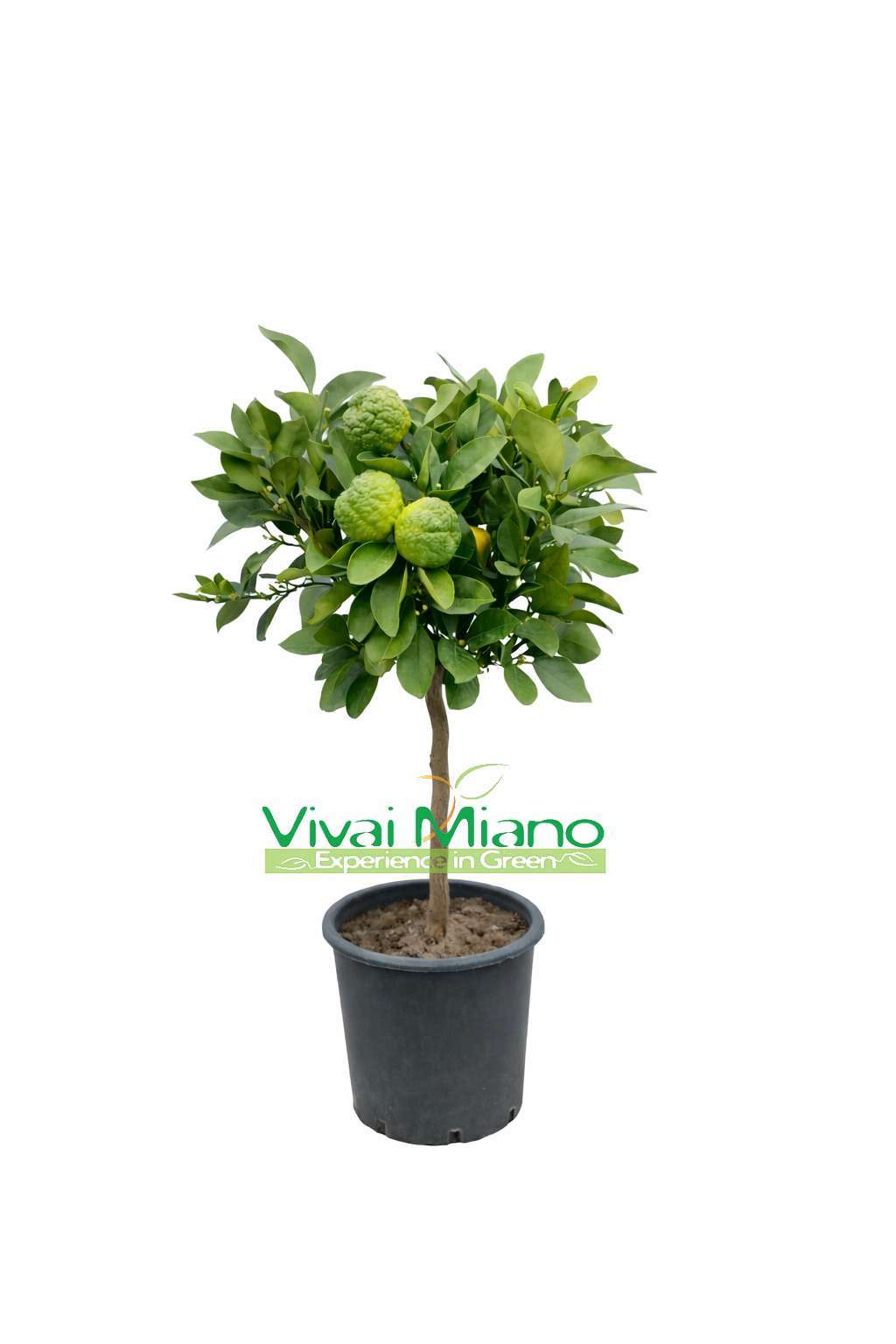 Pursha lime növény (cserép - 20)
