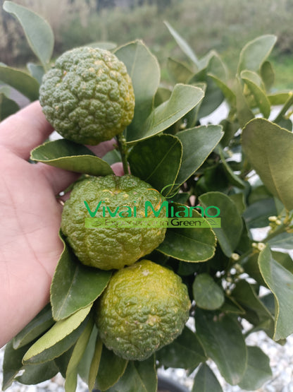 Pursha lime növény (cserép - 20)