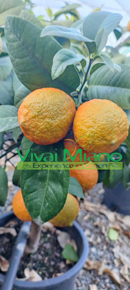 Rangpur Lime facsemete