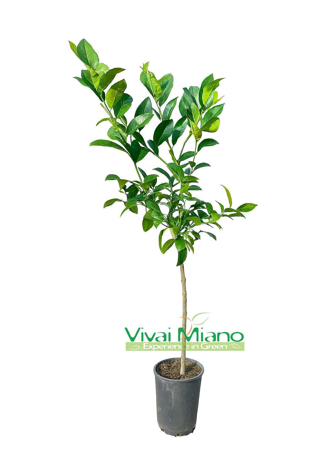 Rangpur Lime facsemete