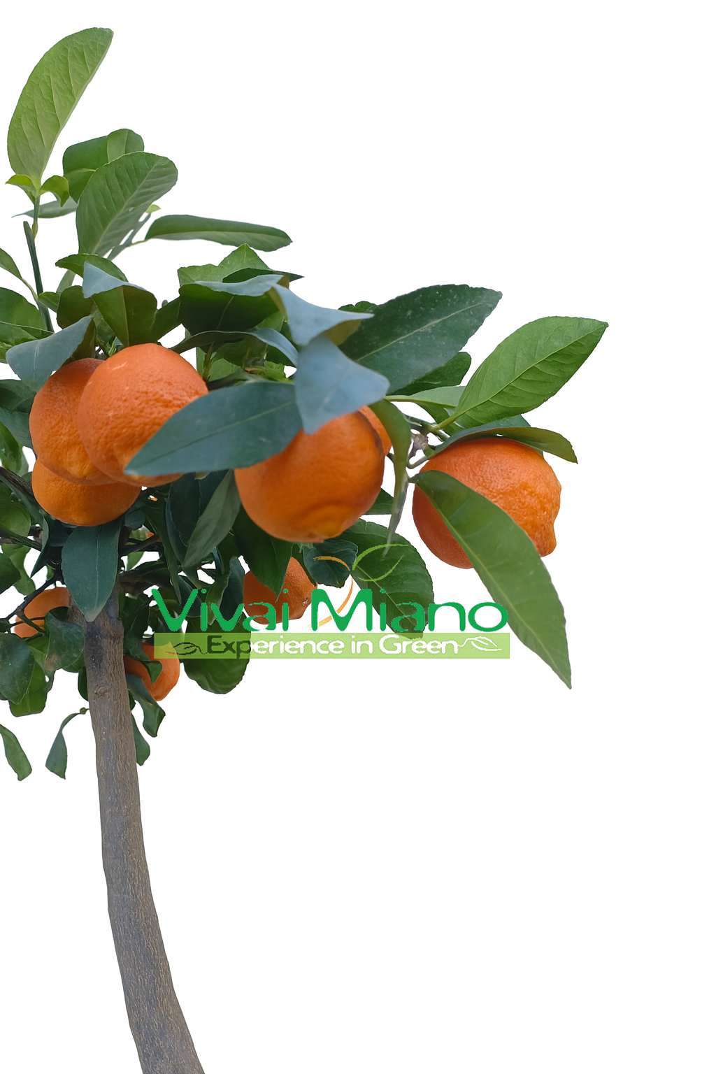 Rangpur piros lime növény (20-as cserépben) terméssel