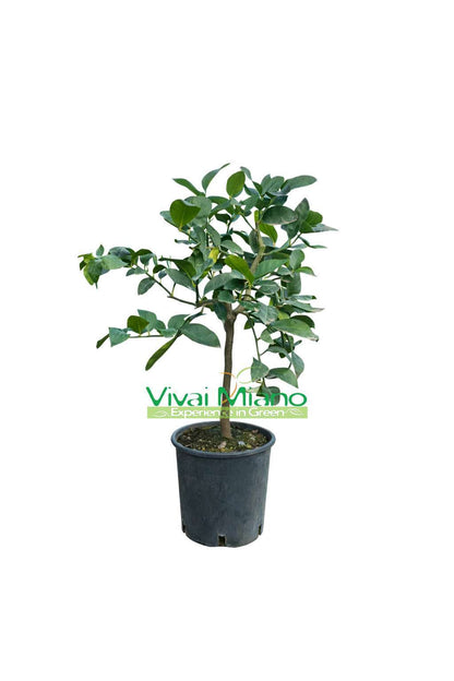 Lime növény (cserép - 20)