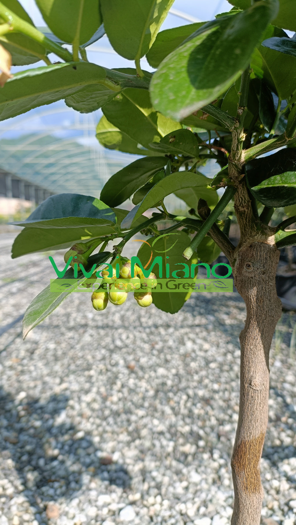 Lipo vagy Imperial citromfa (20-as cserép)