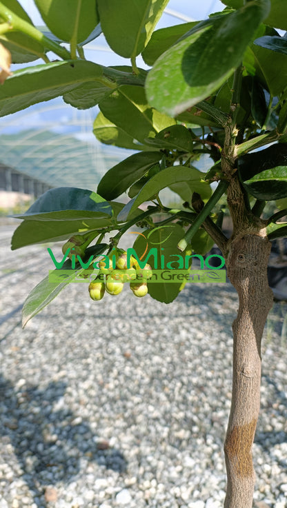 Lipo vagy Imperial citromfa (20-as cserép)