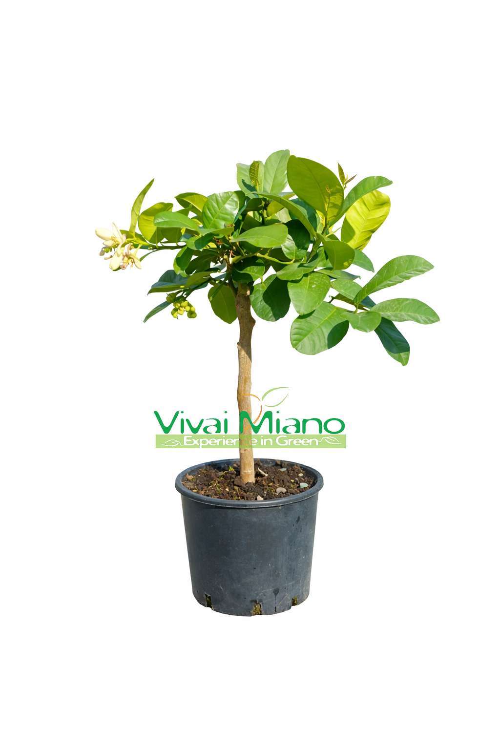 Lipo vagy Imperial citromfa (20-as cserép)