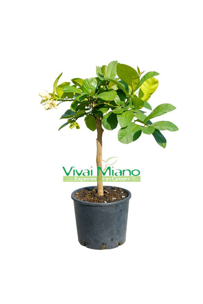 Lipo vagy Imperial citromfa (20-as cserép)