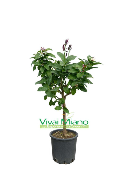 Négyszakaszos Lunario citromfa (20-as cserép)