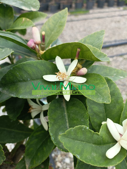 Négyszakaszos Lunario citromfa (20-as cserép)