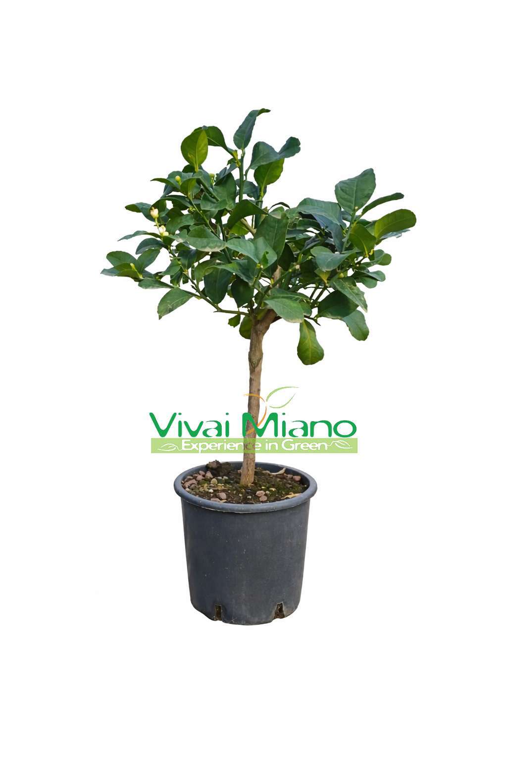 Fehér virágú citromfa (20-as cserép)