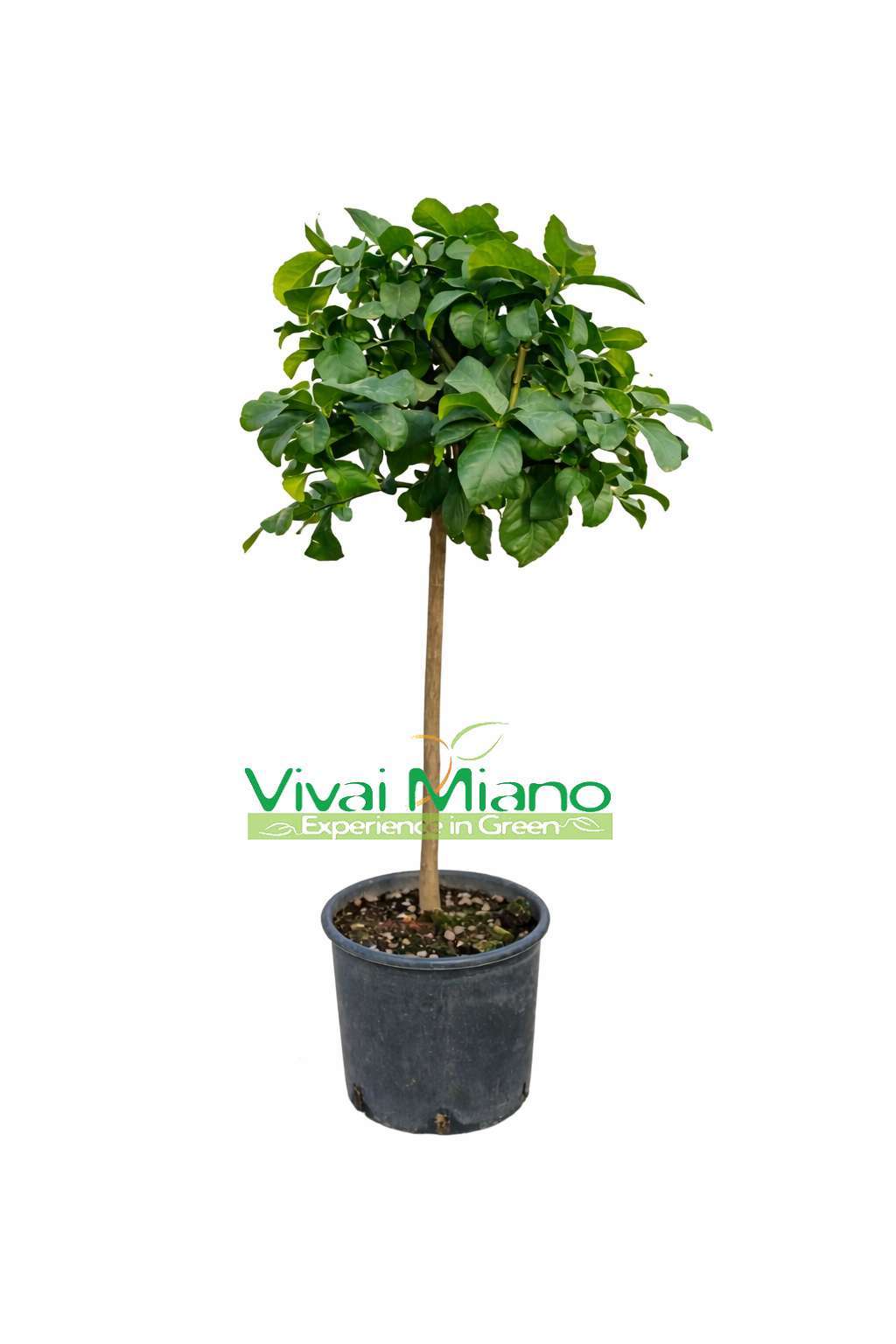 Fehér Virágú Citromfa (cserép - 24)
