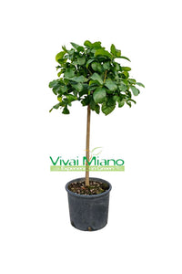 Fehér Virágú Citromfa (cserép - 24)