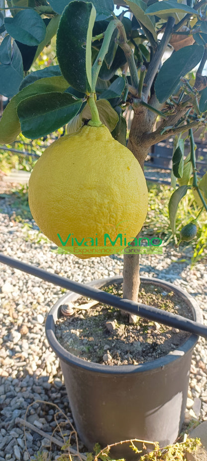 Lipo vagy Imperial citromfa (20-as cserép)