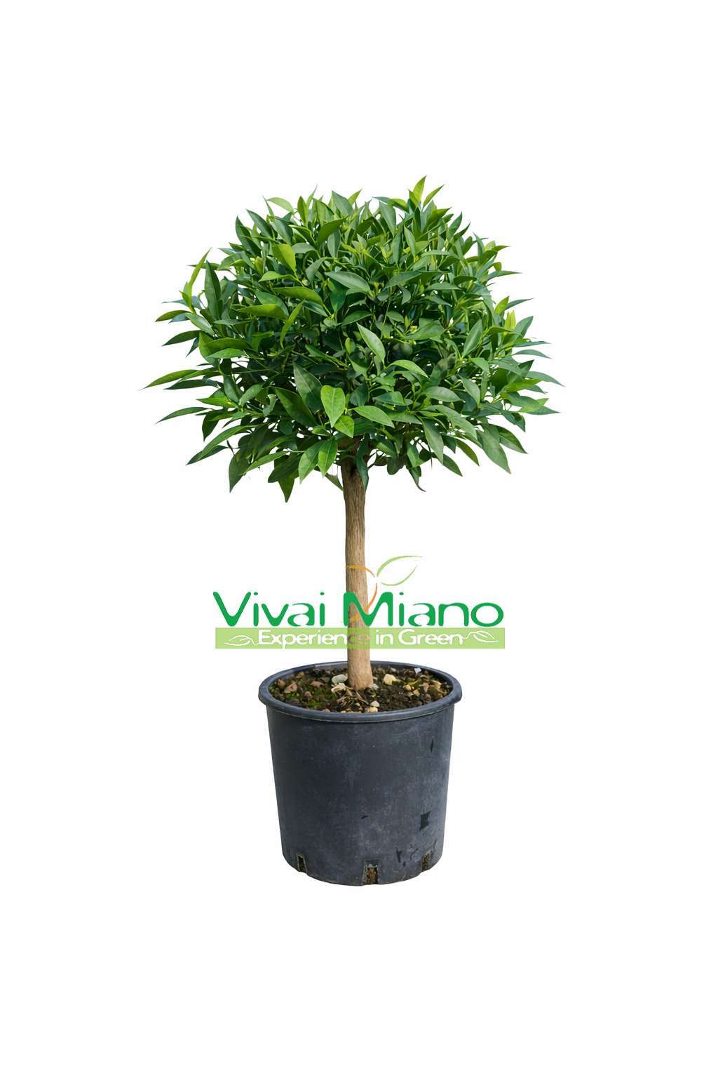 Mandarinfacsemete (20-as cserép)