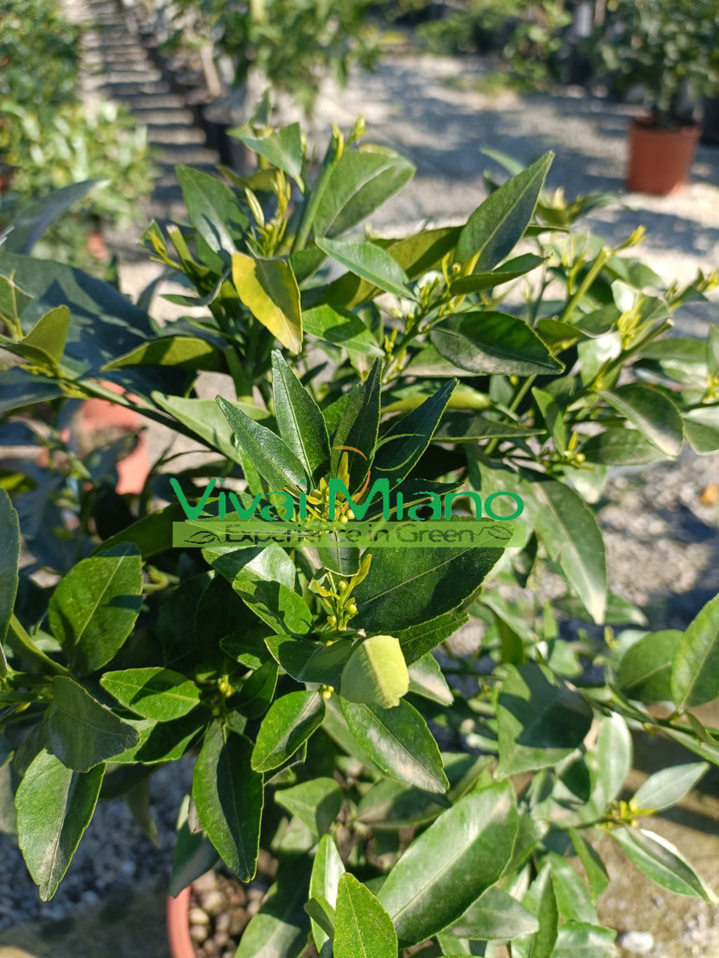 Mandarinfacsemete (20-as cserép)