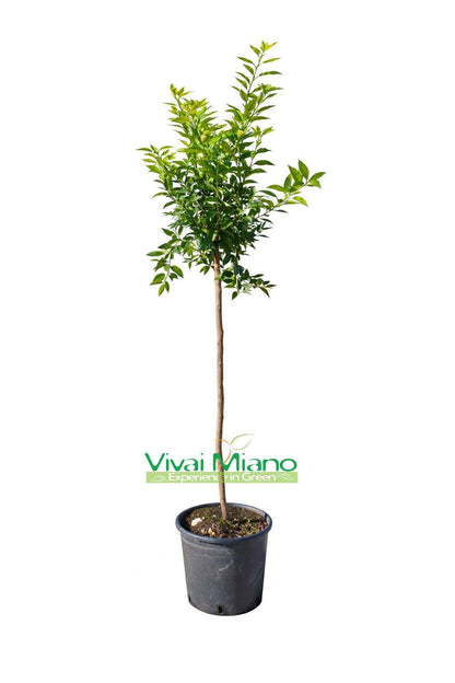 Mandarin facse (24-es cserép)