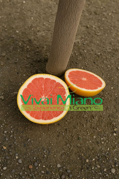 Star Ruby vagy rózsaszín grapefruit növény
