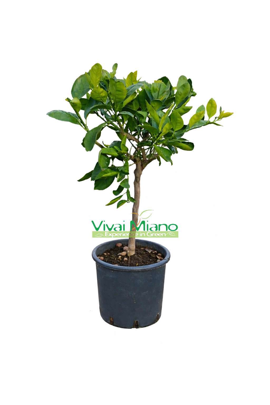 Mandarinsatsuma Miyagawa palánta (20-as cserépben)