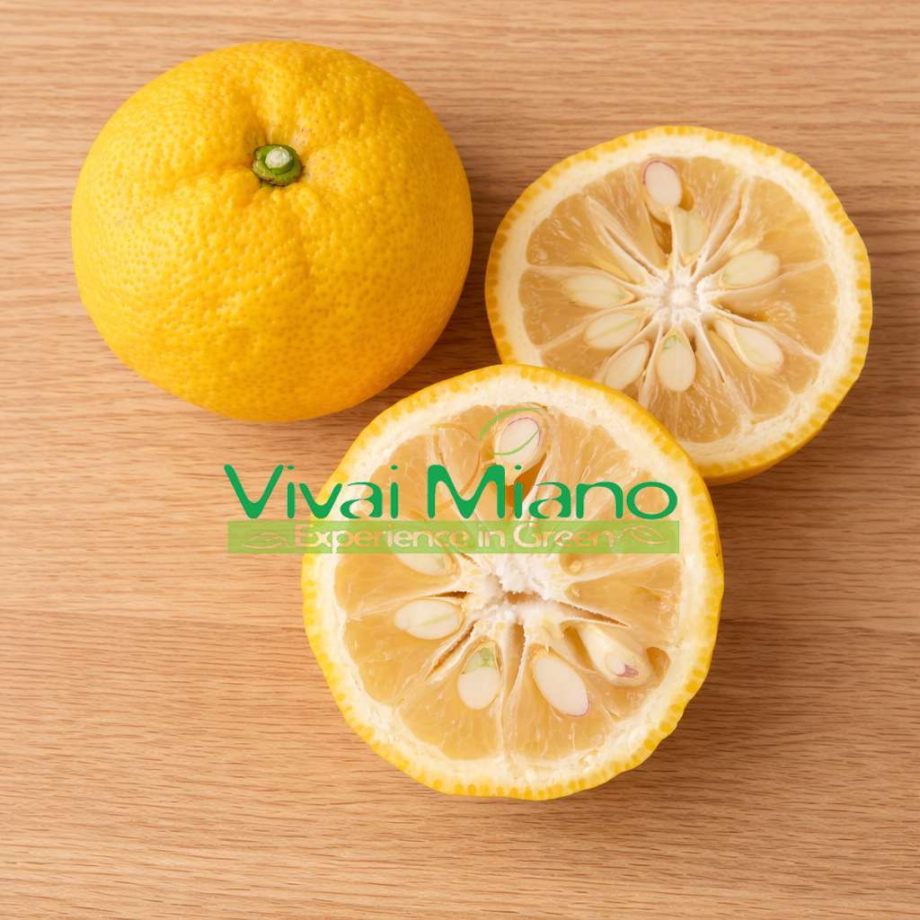 Juzu citrom növény (konténeres - 20)