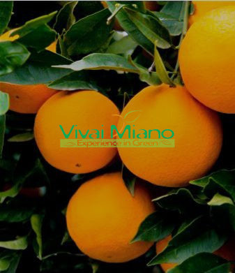 Lane Late narancsfatövek