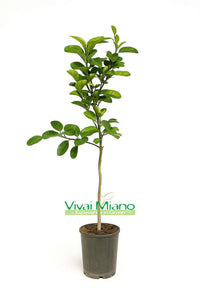 Lane Late narancsfatövek