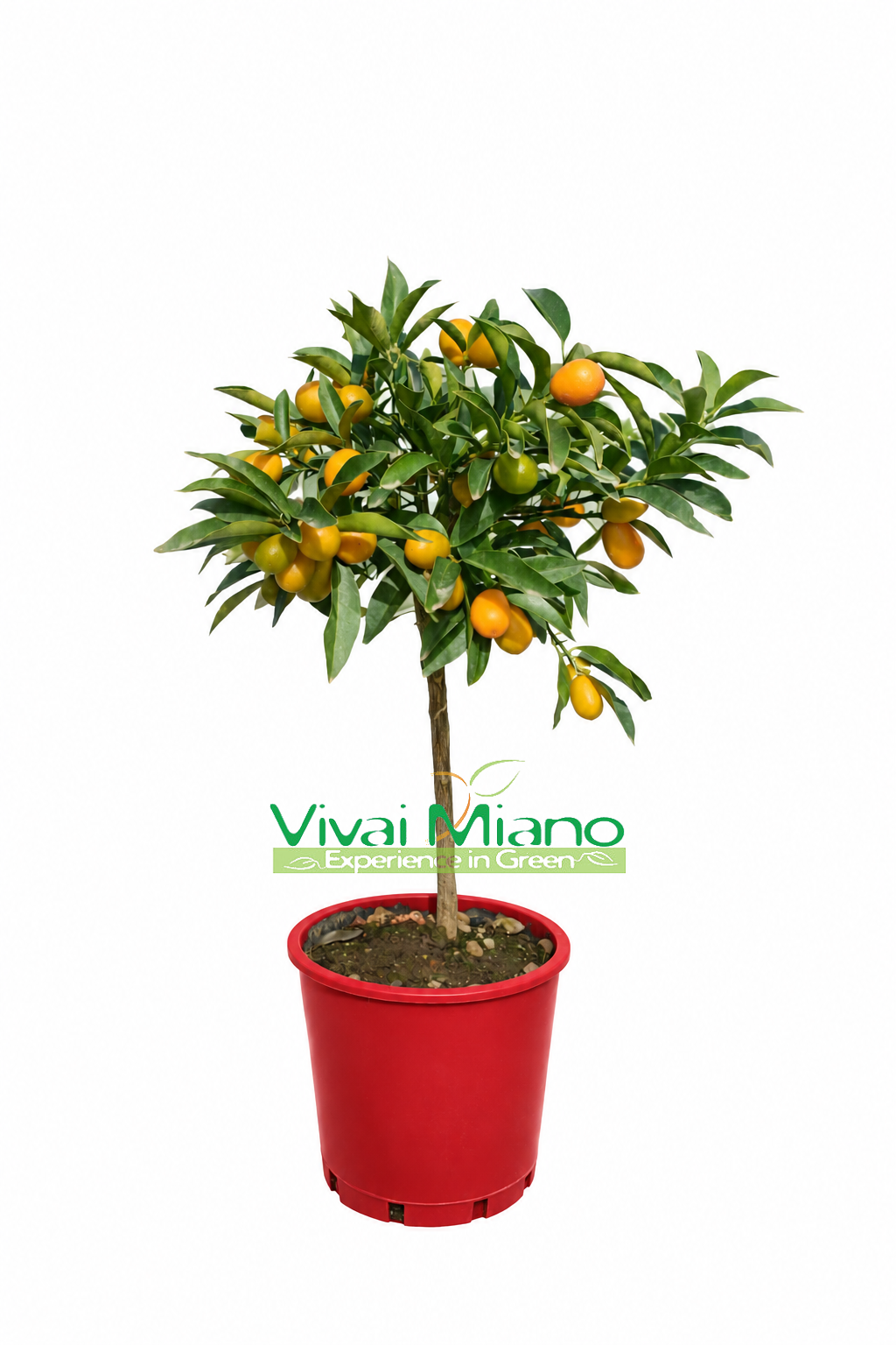 Kumquat növény GYÜMÖLCCSEL - Ø 20 piros cserép