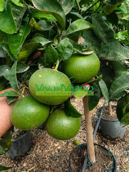 Mandarinsatsuma Miyagawa palánta (20-as cserépben)