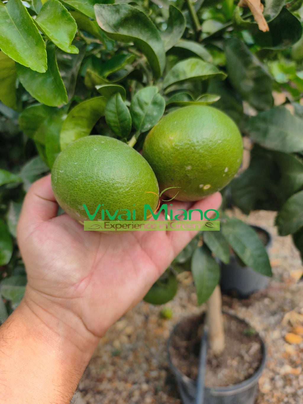 Mandarinsatsuma Miyagawa palánta (20-as cserépben)