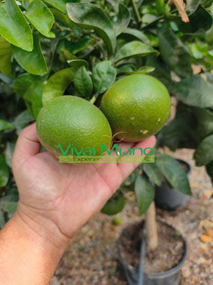 Mandarinsatsuma Miyagawa palánta (20-as cserépben)