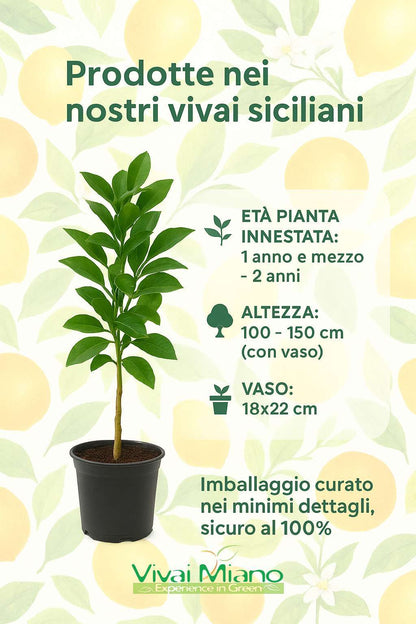 Amalfi sfusato citromfa